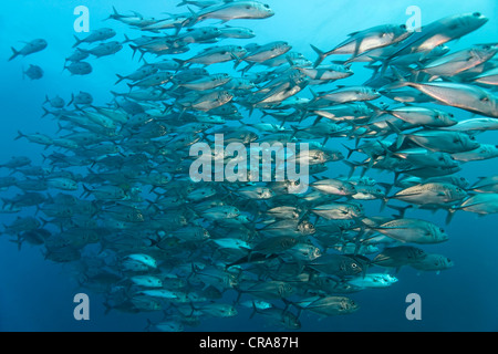 Banc de Bigeye-Trevallys (Caranx sexfasciatus), Natation en eau libre, Grande Barrière de Corail, site du patrimoine mondial de l'UNESCO Banque D'Images