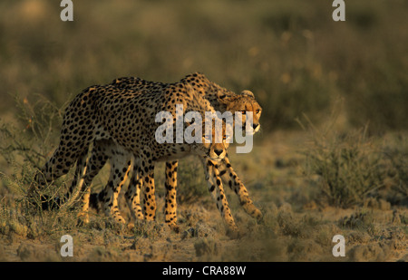 Le Guépard (Acinonyx jubatus), chasse, kgalagadi transfrontier park, kalahari, Afrique du Sud, l'Afrique Banque D'Images