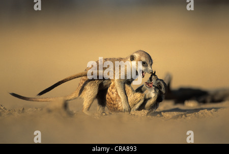 Meerkat (Suricata suricatta), jouer les jeunes, kgalagadi transfrontier park, kalahari, Afrique du Sud, l'Afrique Banque D'Images