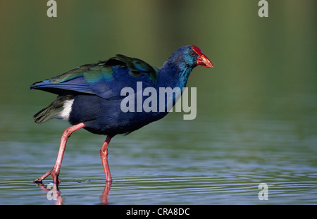 African talève sultane (Porphyrio porphyrio madagascariensis), le Kwazulu-Natal, Afrique du Sud, l'Afrique Banque D'Images