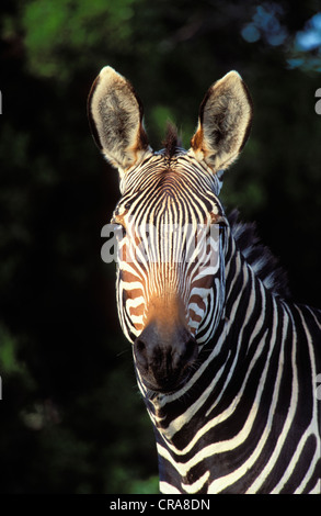 Zèbre de montagne du cap (Equus zebra zebra), mountain zebra national park, Afrique du Sud, l'Afrique Banque D'Images