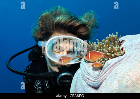 Observation en plongée autonome ou rose rose Les poissons clowns poisson clown (Amphiprion perideraion), avec vue magnifique sur la mer ou l'anémone Banque D'Images