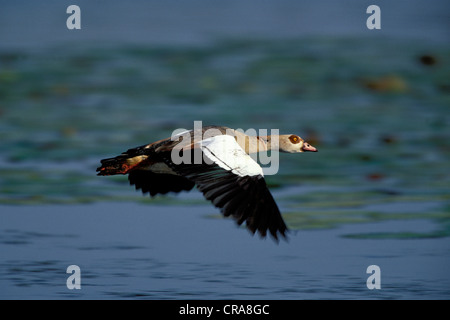 Egyptian goose (Alopochen aegyptiacus), en vol, Kruger National Park, Afrique du Sud, l'Afrique Banque D'Images