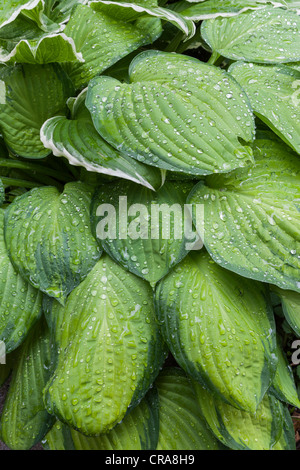 HOSTA MAISON DE REPOS DANS LE JARDIN D'ÉTÉ UK Banque D'Images