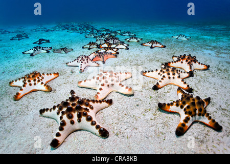 Étoile de pépites de chocolat (Protoreaster nodosus) recueillies sur un sol sableux, Sabang Beach, Puerto Galera, Philippines , Banque D'Images