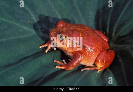 La grenouille tomate ou crapaud rouge de Madagascar (Dyscophus antongilii), espèce en voie de disparition, toxiques, madagascar Banque D'Images