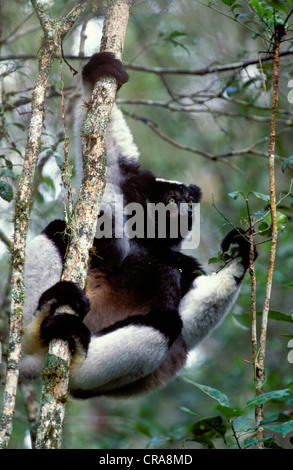 L'Indri (Indri Indri ou babakoto), le plus grand lémurien vivant, perinet, madagascar Banque D'Images