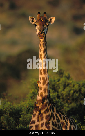 Girafe (Giraffa camelopardalis), avec oxpeckers à bec rouge (buphagus erythrorhynchus), Kruger National Park, Afrique du Sud Banque D'Images