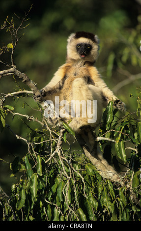 Le propithèque de verreaux ou sifaka blanc (Propithecus verreauxi), Bryanston, madagascar Banque D'Images