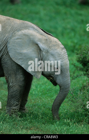 L'éléphant africain (Loxodonta africana), le pâturage du mollet, Addo Elephant National Park, Afrique du Sud, l'Afrique Banque D'Images