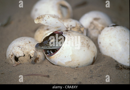 Le crocodile du Nil (Crocodylus niloticus), l'éclosion de l'oeuf, zone humide d'isimangaliso--park, le Kwazulu-Natal, Afrique du Sud, l'Afrique Banque D'Images