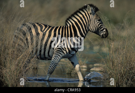 Zèbre des plaines ou zèbre de Burchell (Equus quagga), Kruger National Park, Afrique du Sud, l'Afrique Banque D'Images