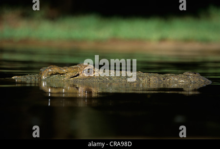 Le crocodile du Nil (Crocodylus niloticus), zone humide d'isimangaliso, site du patrimoine mondial de l'UNESCO, le Kwazulu-Natal, Afrique du Sud Banque D'Images