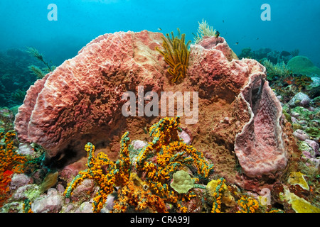 Criniod (bras d'or Crinoidea) issues des Caraïbes Baril éponge (Xestspongiagia muta), Sainte-Lucie, îles du Vent Banque D'Images