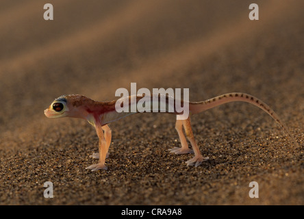 Les putois web gecko (palmatogecko rangei namib-naukluft), Park, Namibie, Afrique Banque D'Images