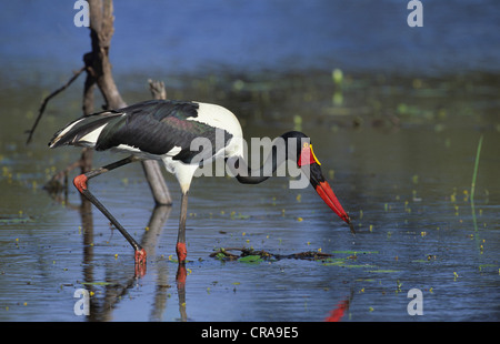 Saddle-billed stork (Ephippiorhynchus senegalensis), avec frog, Kruger National Park, Mpumalanga, Afrique du Sud, l'Afrique Banque D'Images