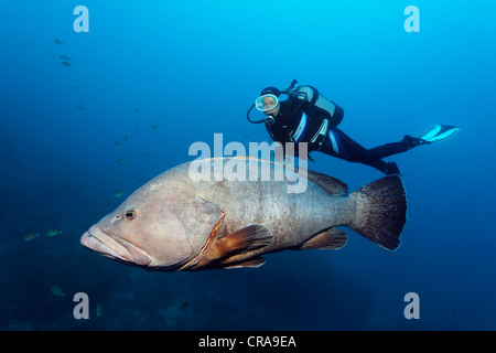 Regarder un plongeur Dusky (Epinephelus marginatus) dans l'eau ouverte, Madeira, Portugal, Europe, Océan Atlantique Banque D'Images