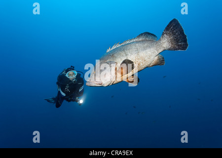 Regarder un plongeur Dusky (Epinephelus marginatus) dans l'eau ouverte, Madeira, Portugal, Europe, Océan Atlantique Banque D'Images