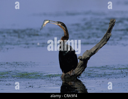 Le dard de l'Afrique (anhinga rufa ou snakebird), Kruger National Park, Mpumalanga, Afrique du Sud, l'Afrique Banque D'Images