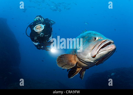 Regarder un plongeur Dusky (Epinephelus marginatus) dans l'eau ouverte, Madeira, Portugal, Europe, Océan Atlantique Banque D'Images