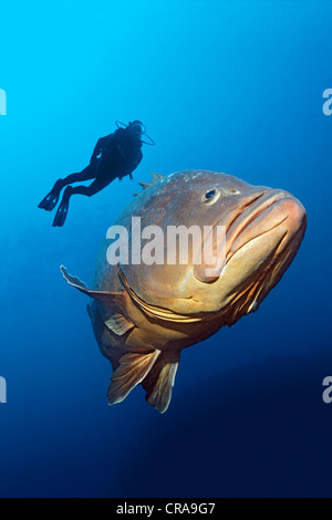 Regarder un plongeur Dusky (Epinephelus marginatus) dans l'eau ouverte, Madeira, Portugal, Europe, Océan Atlantique Banque D'Images