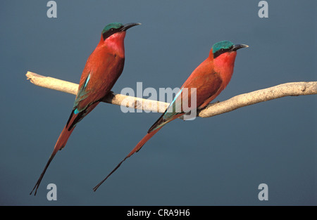 Le sud de carmine Guêpier (Merops nubicoides), l'Okavango, Botswana, Africa Banque D'Images