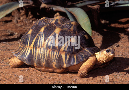 Tortue rayonnée (Geochelone radiata), espèce en voie de disparition, de Madagascar, de l'océan indien Banque D'Images