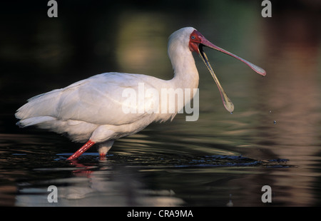 Spatule d'Afrique (platalea alba), l'alimentation, le Kwazulu-Natal, Afrique du Sud, l'Afrique Banque D'Images