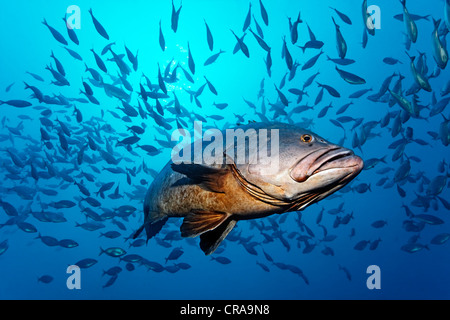 Mérou sombre (Epiunephelus marginatus) dans l'eau ouverte, Shoal, Madeira, Portugal, Europe, Océan Atlantique Banque D'Images