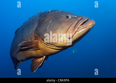 Mérou sombre (Epiunephelus marginatus) dans l'eau ouverte, Madeira, Portugal, Europe, Océan Atlantique Banque D'Images