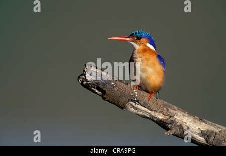 Martin-pêcheur huppé (Alcedo cristata), le Kwazulu-Natal, Afrique du Sud Banque D'Images