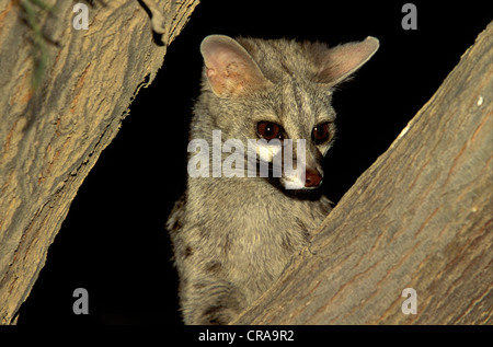 Petit-spotted genet (Genetta genetta), kgalagadi transfrontier park, kalahari, afrique du sud Banque D'Images