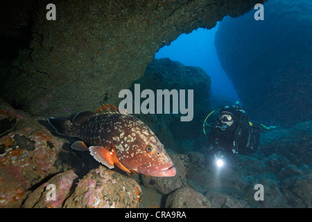Regarder un plongeur Dusky (Epinephelus marginatus), entre les rochers, Madeira, Portugal, Europe, Océan Atlantique Banque D'Images