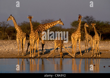 Girafe (Giraffa camelopardalis) troupeau à Waterhole, Etosha National Park, Namibie, Afrique Banque D'Images