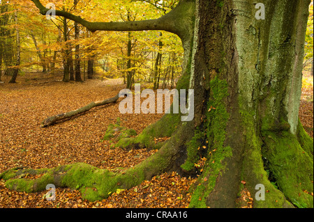 Urwald Sababurg automne forêt vierge, Reinhardswald, Warburg, Hesse du Nord, Allemagne, Europe Banque D'Images