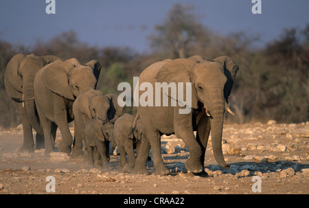 L'éléphant africain (Loxodonta africana), l'approche du troupeau waterhole, Etosha National Park, Namibie, Afrique Banque D'Images