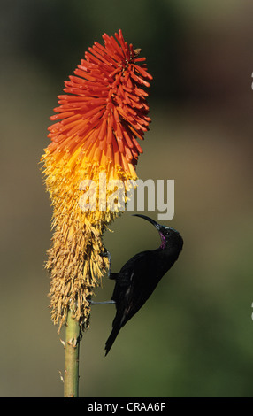 Sunbird souimanga améthyste, noir (chalcomitra amethystina), se nourrissant d'une torche ou lily red hot poker (kniphofia uvaria) Banque D'Images