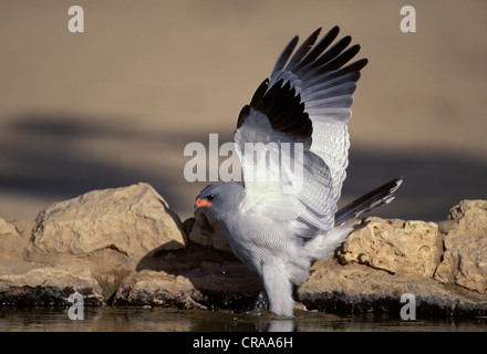 Le chant clair du sud autour des palombes (melierax canorus), baignade, kgalagadi transfrontier park, kalahari, Afrique du Sud, l'Afrique Banque D'Images