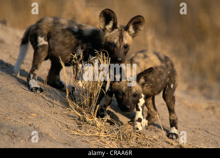 Chien sauvage (Lycaon pictus), les petits à den, espèce en voie de disparition, Kruger National Park, Afrique du Sud, l'Afrique. Banque D'Images