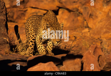 Leopard (Panthera pardus), chasse, okonjima, Namibie, Afrique Banque D'Images