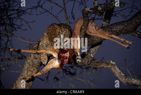 Leopard (Panthera pardus), avec impala tuer en arbre, sabi sabi, parc Kruger, Afrique du Sud, l'Afrique Banque D'Images