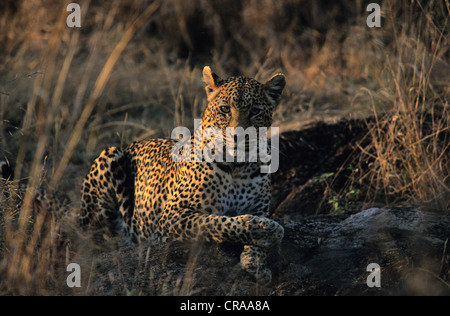 Leopard (Panthera pardus), sabi sabi, parc national Kruger, Afrique du Sud, l'Afrique Banque D'Images