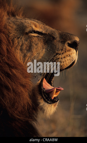 Lion (Panthera leo), le bâillement, sabi sabi, Afrique du Sud, l'Afrique Banque D'Images