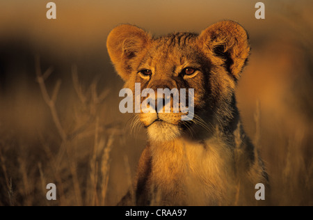 Lion (Panthera leo), portrait, kgalagadi transfrontier park, kalahari, Afrique du Sud, l'Afrique Banque D'Images