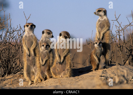 Meerkat (Suricata suricatta), groupe de burrow, kgalagadi transfrontier park, kalahari, Afrique du Sud, l'Afrique Banque D'Images