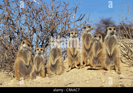 Les suricates (Suricata suricatta), bains de soleil à burrow, kgalagadi transfrontier park, kalahari, Afrique du Sud, l'Afrique Banque D'Images