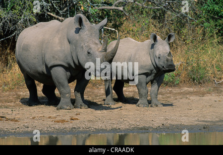 Le rhinocéros blanc (Ceratotherium simum), adulte de sexe féminin et au mollet, Kruger National Park, Afrique du Sud, l'Afrique Banque D'Images