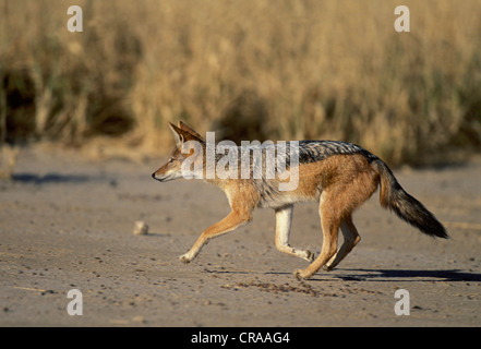 Blackbacked le chacal (canis mesomelas), chasse, kgalagadi transfrontier park, kalahari, Northern Cape, Afrique du Sud, l'Afrique Banque D'Images