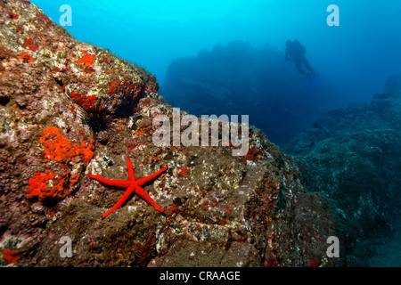Paysages sous-marins rocheux, rouge, étoile de mer (Echinaster sepositus), Acorn balanes (Balanus trigonus), plongée sous marine, de Madère Banque D'Images
