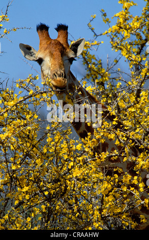 Girafe (Giraffa camelopardalis), la navigation sur des fleurs de grenade mopane, Kruger National Park, Afrique du Sud, l'Afrique Banque D'Images